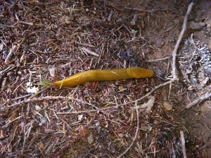 Purisima banana slug